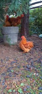 cochin haantjes, Juni, Mannelijk