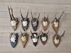 10 mooie ree geweien samen € 80 jacht mancave c30, Ophalen of Verzenden, Gebruikt, Hert, Gewei of Kop