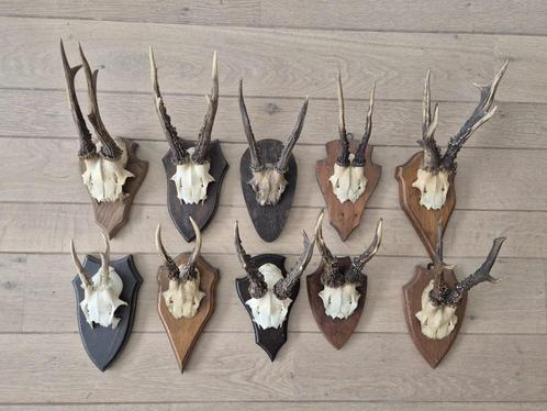 10 mooie ree geweien samen € 80 jacht mancave c30, Verzamelen, Dierenverzamelingen, Gebruikt, Gewei of Kop, Hert, Ophalen of Verzenden