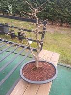 1 boompje, Tuin en Terras, Ophalen