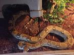 Boa constrictor met terrarium, Dieren en Toebehoren