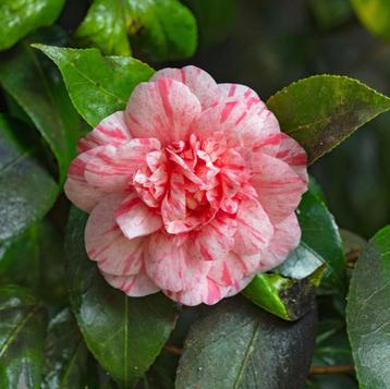 Camelia 'William Bartlett' 80-100 cm Aktieprijs beschikbaar voor biedingen