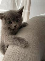 Britse korthaar kittens, Meerdere dieren, Gechipt, 0 tot 2 jaar