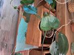 Philodendron, Ophalen