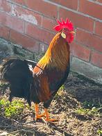 Leghorn goudpatrijs kippen, Dieren en Toebehoren, Pluimvee, Meerdere dieren, Kip