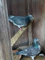 Gespikkelde duiven, Dieren en Toebehoren