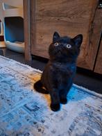 Brits korthaar met stamboom "black smoke", Dieren en Toebehoren, Katten en Kittens | Raskatten | Korthaar, 0 tot 2 jaar, Kater