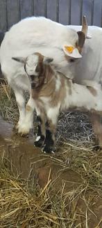 "Super mooi lammetje", Chèvre, 0 à 2 ans