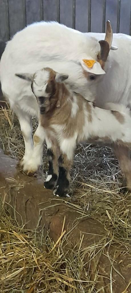 "Super mooi lammetje", Dieren en Toebehoren, Schapen, Geiten en Varkens, Geit, 0 tot 2 jaar