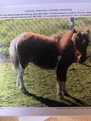 Miniatuur paarden te koop  beschikbaar voor biedingen