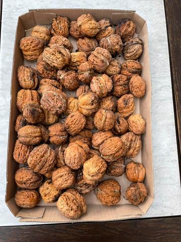 Mooie dikke okkernoten, vers en onbespoten beschikbaar voor biedingen