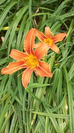 Oranje daglelie, Tuin en Terras, Planten | Tuinplanten, Ophalen