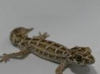 Gecko vipère à vendre, Animaux & Accessoires, Reptiles & Amphibiens, Lézard, 0 à 2 ans