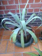 Agaves, Tuin en Terras, Planten | Tuinplanten, Halfschaduw, Vaste plant, Ophalen, Groenteplanten