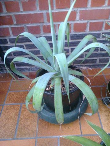 Agaves beschikbaar voor biedingen