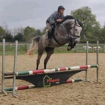 4 jarige spring merrie., Jument