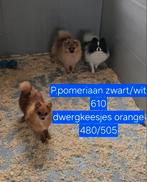 Keeshond pomeriaan pups, Keeshond, 15 weken tot 1 jaar, Buitenland, CDV (hondenziekte)