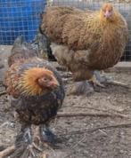 Brahma (kriel) goudpatrijs, Dieren en Toebehoren, Pluimvee, Meerdere dieren, Kip