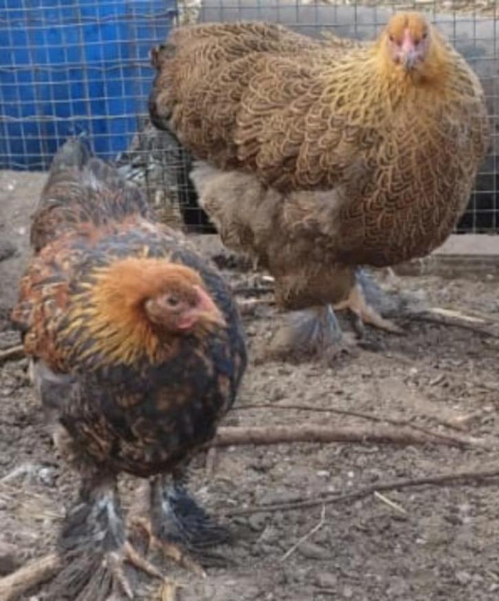 Brahma (kriel) goudpatrijs, Dieren en Toebehoren, Pluimvee, Kip, Meerdere dieren