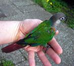 Couple pyrrhura baguée, Dieren en Toebehoren, Vogels | Parkieten en Papegaaien, Parkiet
