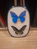Taxidermie Vlinders  - Morpho Didas/Trogonoptera Brookiana, Ophalen of Verzenden
