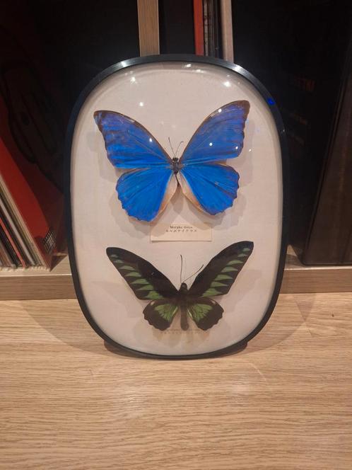 Taxidermie Vlinders  - Morpho Didas/Trogonoptera Brookiana, Antiek en Kunst, Curiosa en Brocante, Ophalen of Verzenden