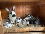 Konijnen, Dieren en Toebehoren, Konijnen, Meerdere dieren, Groot, 0 tot 2 jaar