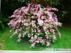 wegelias -jeune  plante de +/- 50 cm  e,t pot, Ophalen of Verzenden, Lente, Vaste plant, Overige soorten