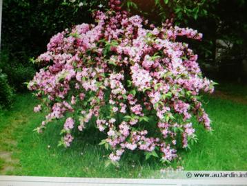 wegelias -jeune  plante de +/- 50 cm  e,t pot beschikbaar voor biedingen