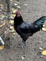 hanen, Dieren en Toebehoren, Pluimvee, Mannelijk, Kip