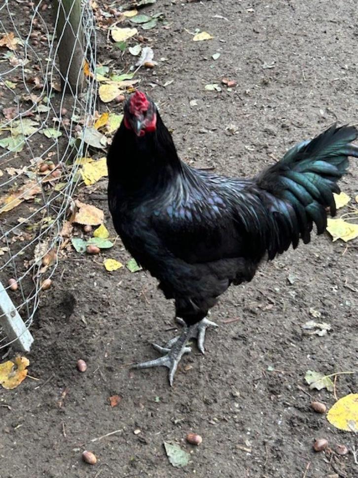 hanen, Dieren en Toebehoren, Pluimvee, Kip, Mannelijk