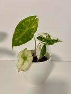 Alocasia Nairoby Variegata, Huis en Inrichting, Ophalen, Overige soorten, Minder dan 100 cm