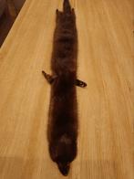 Echte nerts, Dieren en Toebehoren, Reptielen en Amfibieën