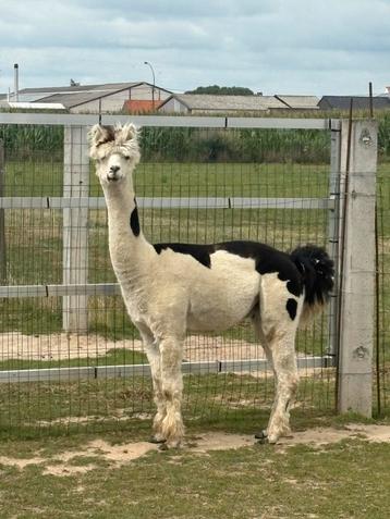 Alpaca hengst beschikbaar voor biedingen