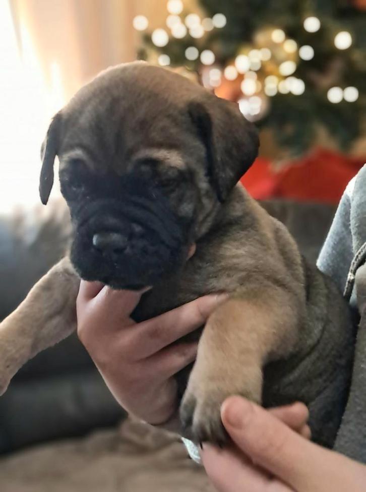 Chiots Bullmastiff, Animaux & Accessoires, Chiens | Bouledogues, Pinschers & Molossoïdes, Plusieurs animaux, Bouledogue, Éleveur | Loisir