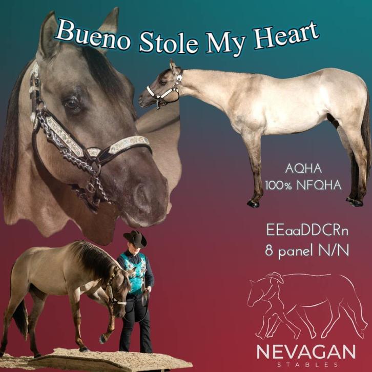 Ter Dekking AQHA Smokey Grullo Hengst, Dieren en Toebehoren, Paarden en Pony's | Dekhengsten en Fokmerries, Hengst