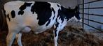 Kalf vaarzen, Dieren en Toebehoren
