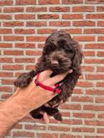Super lieve cockapoo pups (cocker x dwergpoedel), België, 8 tot 15 weken, Meerdere, Meerdere dieren
