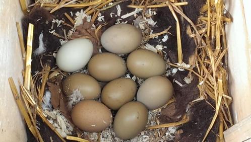 grote broedeieren van groenleggers, kaki, olijf, eieren, Dieren en Toebehoren, Pluimvee, Kip, Geslacht onbekend