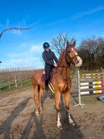 Top springpaard JUMPING, Dieren en Toebehoren, Paarden, Z, Springpaard