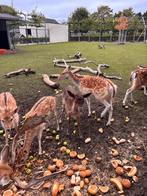 Damhert ( donker van kleur), Dieren en Toebehoren, Overige Dieren, Juni, Mannelijk