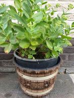 1x bruine plastiek vorstbestendige bloempot H 23 x diam 29cm, Tuin en Terras, Ophalen of Verzenden, Binnen