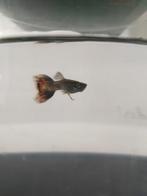 Gratis guppy, Dieren en Toebehoren