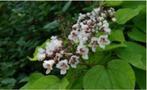 Catalpa bignonioides – Trompetboom, Tuin en Terras, Planten | Bomen, Ophalen, In pot