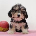 Morkie pups te koop (Belgisch), Dieren en Toebehoren, België, CDV (hondenziekte), 8 tot 15 weken, Meerdere