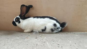 Reuzevlinder lotharinger ram te koop