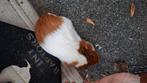 2 jonge cavia vrouwtjes, Dieren en Toebehoren, Juli, Vrouwelijk, Cavia