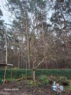 Notenboom in zeer goede staat, Tuin en Terras, Ophalen