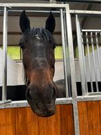 Halvestal gezocht️, Dieren en Toebehoren, Paarden, Ruin, 160 tot 165 cm