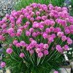 Armeria splendens of Engels gras, Tuin en Terras, Ophalen, Vaste plant, Bodembedekkers, Volle zon